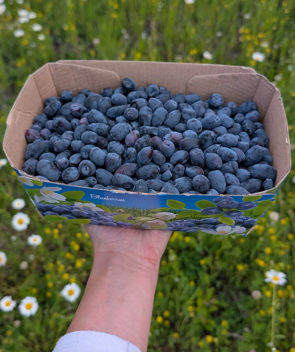 Une main tenant un panier de bleuets fraîchement cueillis dans un champ en fleurs